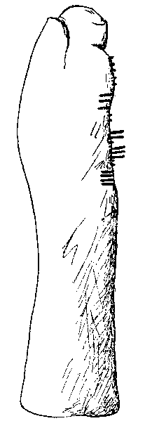 Fig. 096, w01 