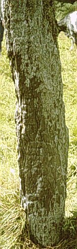 Fig. 108, 001 